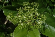 <strong>Premna serratifolia - Ramon, Laurence - 182</strong><br />© Ramon, Laurence